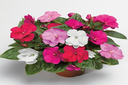 Impatiens