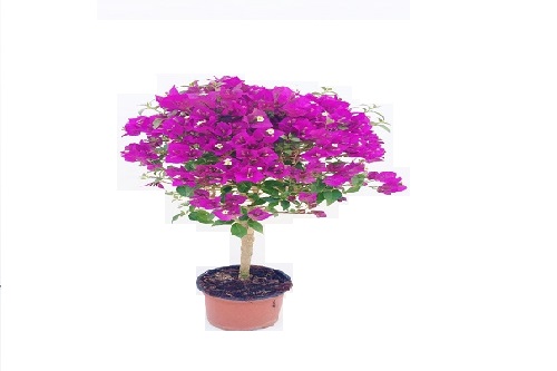 bougainvillea