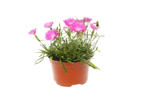 Oiellet de Chine Melange